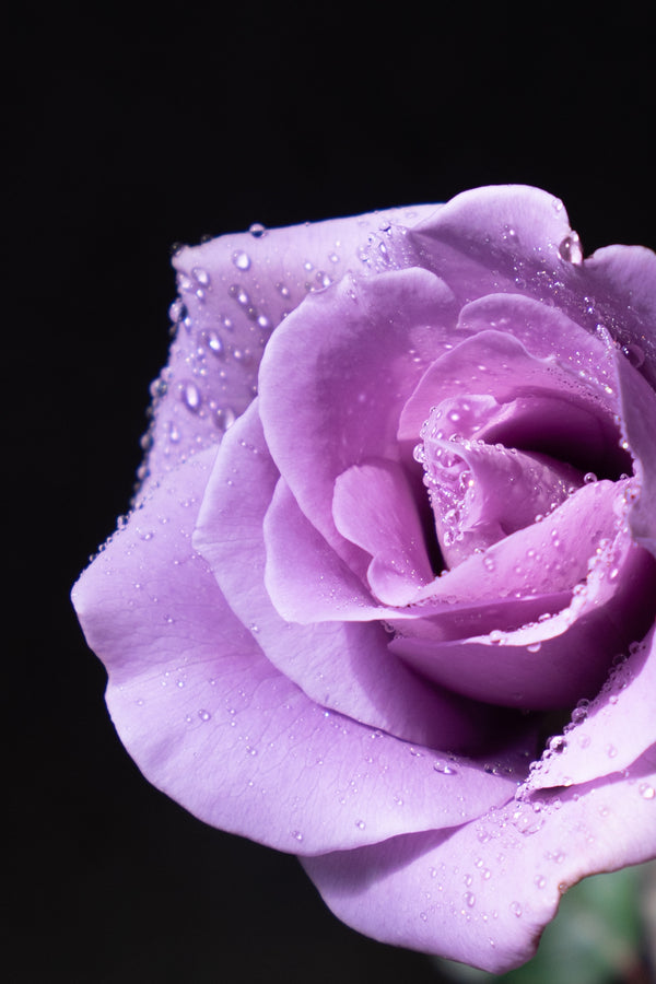 【店舗受け取り専用】夜明けのほのかな青色のバラ 1輪「Applause」 - &YOUKAEN (アンドユーカエン)