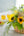 【2026年父の日の花】ひまわりのアレンジメント XL「Helianthus field」