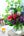 誕生日や結婚記念日に 期間限定 季節の花束「Tropical violet」 ＜パープル＆グリーン＞