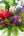 誕生日や結婚記念日に 期間限定 季節の花束「Tropical violet」 ＜パープル＆グリーン＞