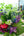 誕生日や結婚記念日に 期間限定 季節の花束「Tropical violet」 ＜パープル＆グリーン＞