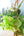 誕生日や結婚記念日に 期間限定 季節の花束「Tropical Green」M ＜グリーン＞ - &YOUKAEN (アンドユーカエン)
