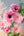 【期間限定】ガーベラのシックな花束「bloom」M - &YOUKAEN (アンドユーカエン)