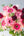 【期間限定】ガーベラのシックな花束「bloom」L - &YOUKAEN (アンドユーカエン)