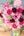 【期間限定】ガーベラのシックな花束「bloom」L - &YOUKAEN (アンドユーカエン)