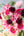 【期間限定】ガーベラのシックな花束「bloom」L - &YOUKAEN (アンドユーカエン)