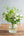 誕生日や結婚記念日に 初夏の花束ホワイトグリーンの花束「Brise Blanche」【期間限定】 - &YOUKAEN (アンドユーカエン)