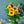 【お中元】ひまわりの花束 「ブルーレモネード」L サマーギフト2023 【おしゃれな夏の花束】