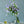 季節の花40～50cm 「カンパニュラ」 ラベンダー10本