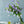 季節の花40～50cm 「カンパニュラ」 ラベンダー10本