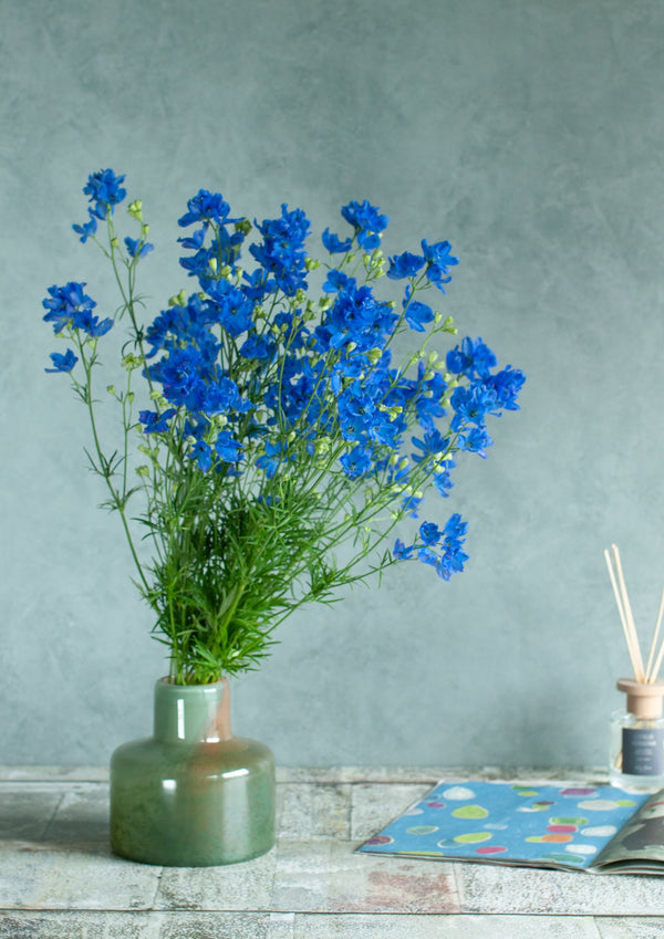 季節の花40～50cm 「デルフィニウム ブルー」5本