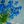 季節の花40～50cm 「デルフィニウム ブルー」5本