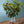 季節の枝もの 50～60cm  「ディアボロ 10本」