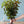季節の枝もの 50～60cm  「ディアボロ 10本」