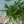 季節の枝もの 50～60cm  「ユーカリ ロングリーフ 10本」
