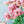 季節の花 40～50cm 「トルコキキョウ八重咲  アンティークピンク 5本」