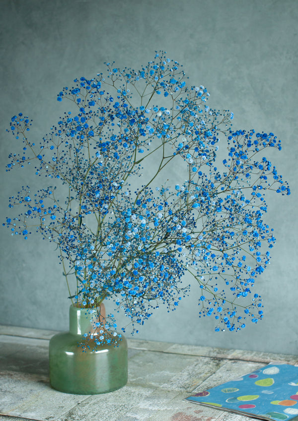 季節の花50～60cm 「カスミソウ染 ブルー」5本