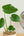 インテリアプランツ 『モンステラ』 観葉植物 サマーギフト2022 【おしゃれなフラワーギフト特集】