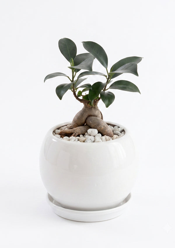【2026お中元】幸運を呼ぶ観葉植物 『ガジュマル』上質な陶器鉢入り - &YOUKAEN (アンドユーカエン)