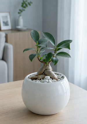 【2026お中元】幸運を呼ぶ観葉植物 『ガジュマル』上質な陶器鉢入り - &YOUKAEN (アンドユーカエン)