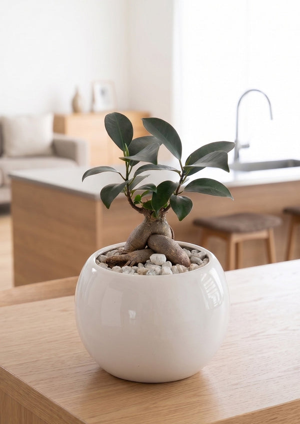 【2026お中元】幸運を呼ぶ観葉植物 『ガジュマル』上質な陶器鉢入り - &YOUKAEN (アンドユーカエン)