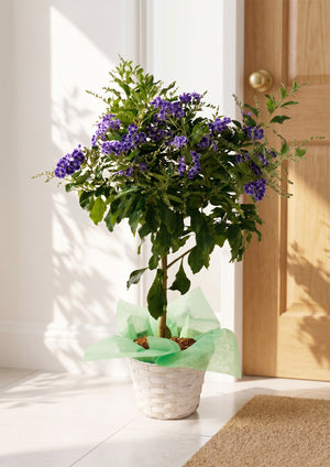【2026お中元】涼を呼ぶ紫ブルーの花 『デュランタ 宝塚』 鉢植え - &YOUKAEN (アンドユーカエン)