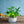【お中元】観葉植物 寄せ植え Summer Gift「interior summer green」【おしゃれな夏の寄せ植え】