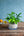 【お中元】観葉植物 寄せ植え Summer Gift「interior summer green」【おしゃれな夏の寄せ植え】