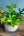 【お中元】観葉植物 寄せ植え Summer Gift「interior summer green」【おしゃれな夏の寄せ植え】