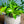 【お中元】観葉植物 寄せ植え Summer Gift「interior summer green」【おしゃれな夏の寄せ植え】