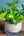 【お中元】観葉植物 寄せ植え Summer Gift「interior summer green」【おしゃれな夏の寄せ植え】