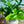 【お中元】観葉植物 寄せ植え Summer Gift「interior summer green」【おしゃれな夏の寄せ植え】