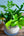 【お中元】観葉植物 寄せ植え Summer Gift「interior summer green」【おしゃれな夏の寄せ植え】