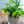 【お中元】観葉植物 寄せ植え Summer Gift「interior summer green」【おしゃれな夏の寄せ植え】