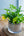 【お中元】観葉植物 寄せ植え Summer Gift「interior summer green」【おしゃれな夏の寄せ植え】