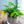 【お中元】観葉植物 寄せ植え Summer Gift「interior summer green」【おしゃれな夏の寄せ植え】