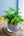 【お中元】観葉植物 寄せ植え Summer Gift「interior summer green」【おしゃれな夏の寄せ植え】