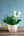 【お中元】蘭とグリーンの 寄せ植え Summer Gift「lime green plants」【おしゃれな夏の寄せ植え】