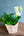 【お中元】蘭とグリーンの 寄せ植え Summer Gift「lime green plants」【おしゃれな夏の寄せ植え】