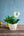 【お中元】蘭とグリーンの 寄せ植え Summer Gift「lime green plants」【おしゃれな夏の寄せ植え】