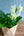 【お中元】蘭とグリーンの 寄せ植え Summer Gift「lime green plants」【おしゃれな夏の寄せ植え】