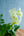 【お中元】蘭とグリーンの 寄せ植え Summer Gift「lime green plants」【おしゃれな夏の寄せ植え】