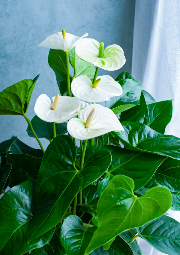 【お中元】アンスリウム Summer Gift「anthurium white」ロイネ スタンドバスケット付【おしゃれな夏のインテリアグリーン】