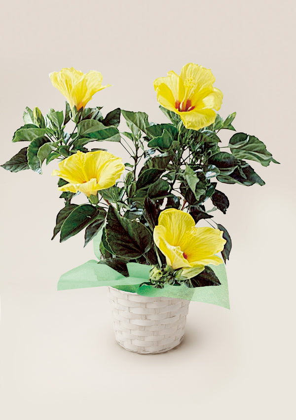 【2026お中元】南国感あふれる黄色の花『ハイビスカス イエロー』 鉢植え - &YOUKAEN (アンドユーカエン)