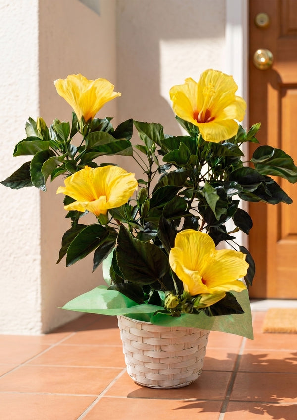 【2026お中元】南国感あふれる黄色の花『ハイビスカス イエロー』 鉢植え - &YOUKAEN (アンドユーカエン)