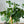 季節の枝もの 50～60cm「ユーカリ ポセイアンセモス」5本