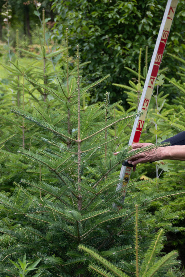 【予約販売】森香る！国産もみの木のクリスマスツリー φ80~100cm