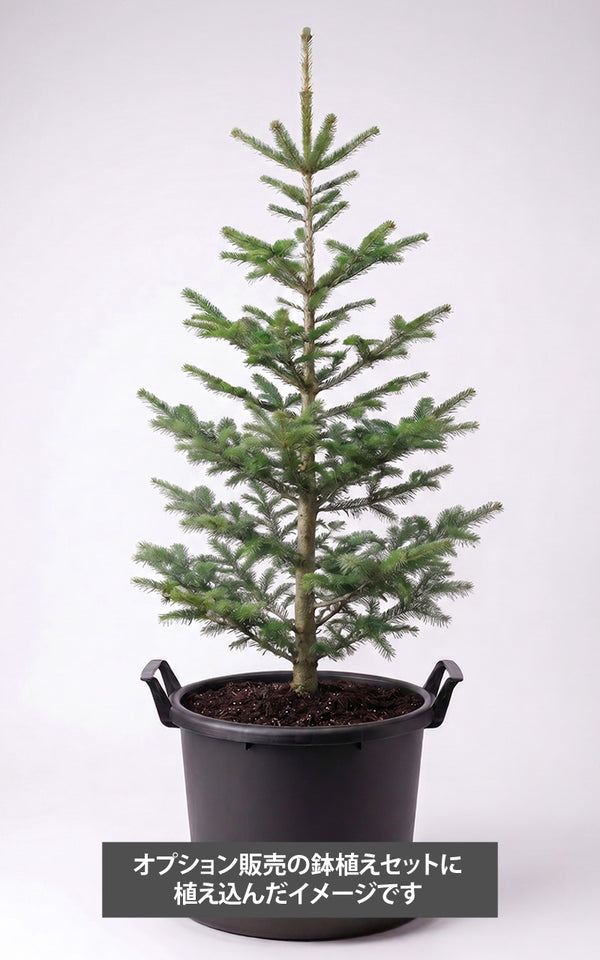 【予約販売】本物のもみの木（生木・根巻き）｜森の香りに包まれるクリスマスツリー（高さ80~100cm）