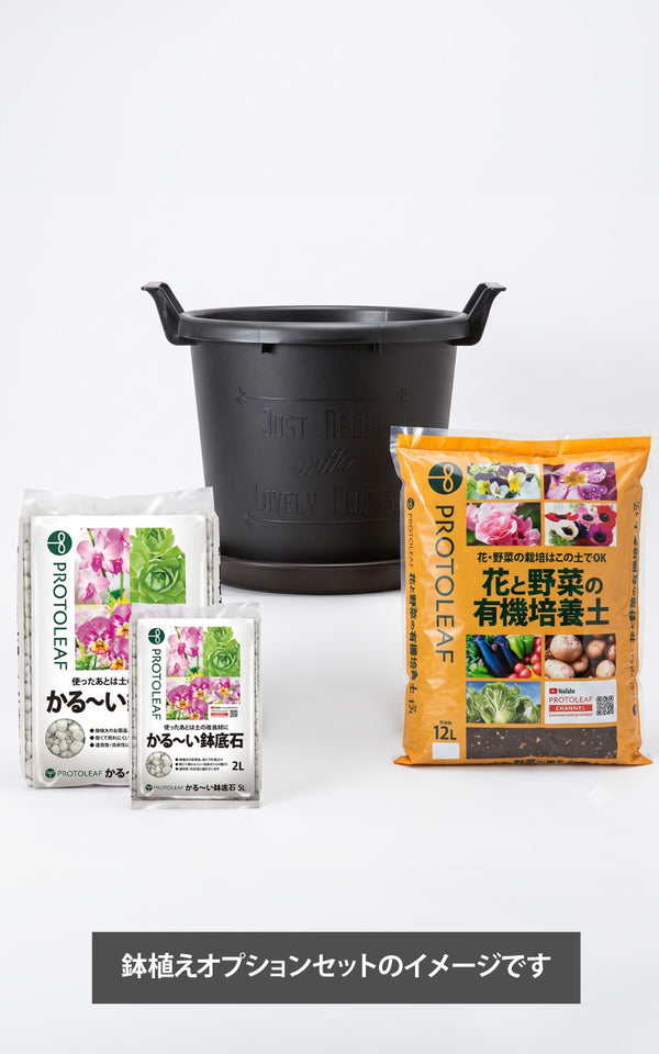 【予約販売】本物のもみの木（生木・根巻き）｜森の香りに包まれるクリスマスツリー（高さ80~100cm）