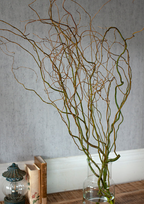 季節の枝もの 60～70cm「雲竜柳」5本